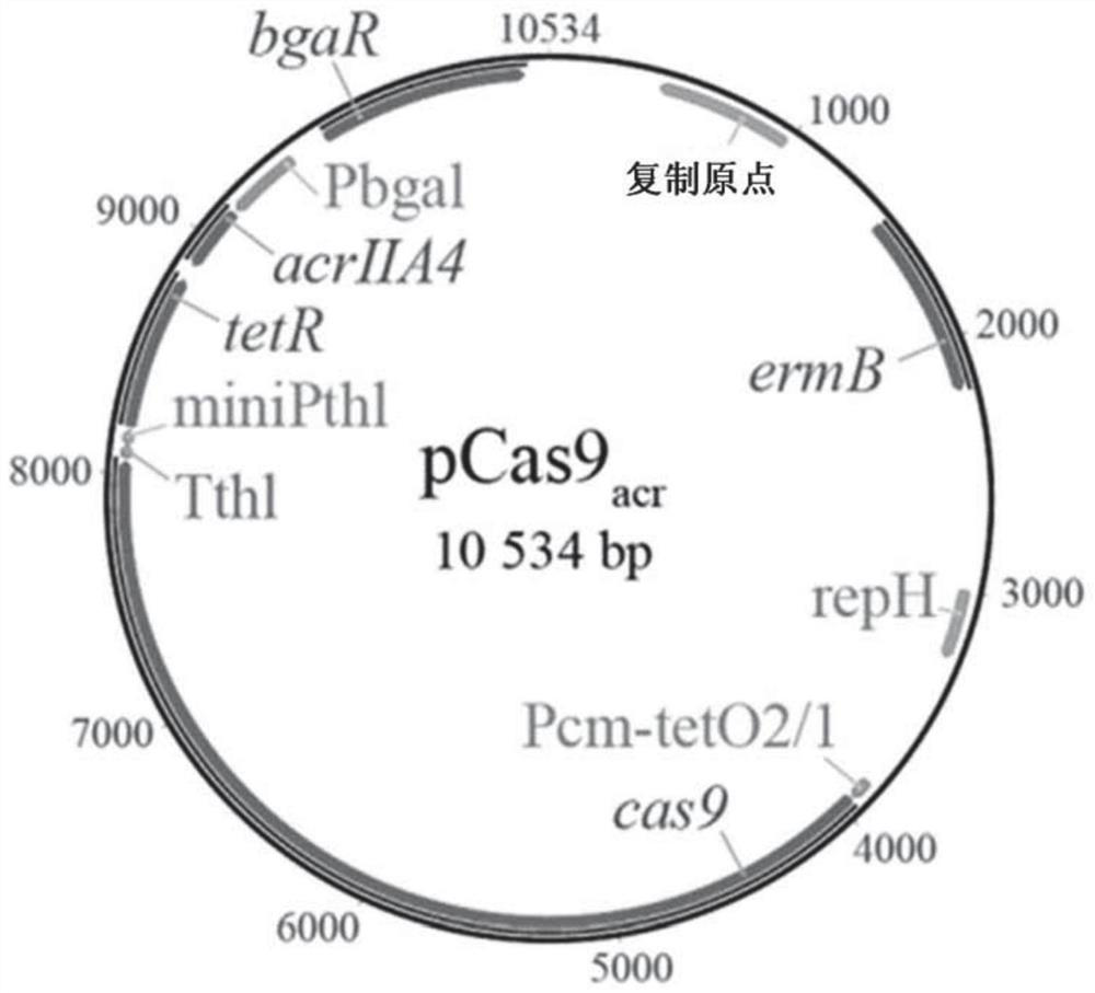 Genetically modified clostridium bacteria, preparation and uses of same