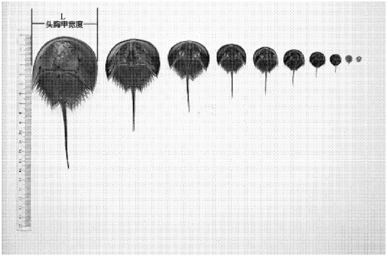 Artificial breeding and culturing method for horseshoe crabs