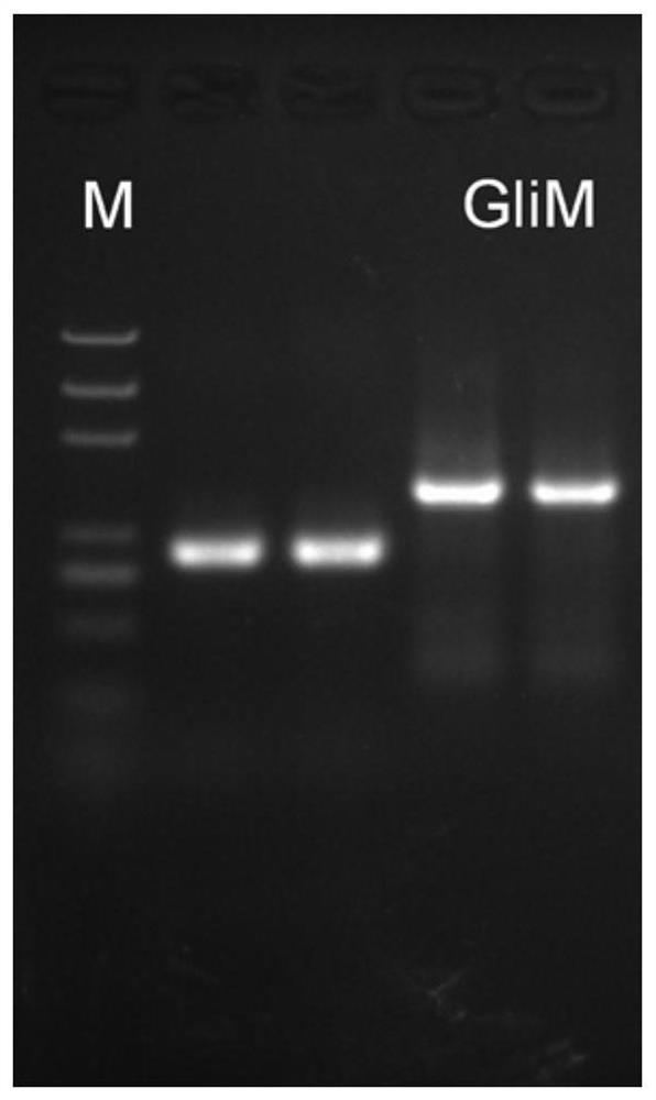 Deep-sea fungus FS140 anti-gliotoxin self-protection gene GliM and application thereof