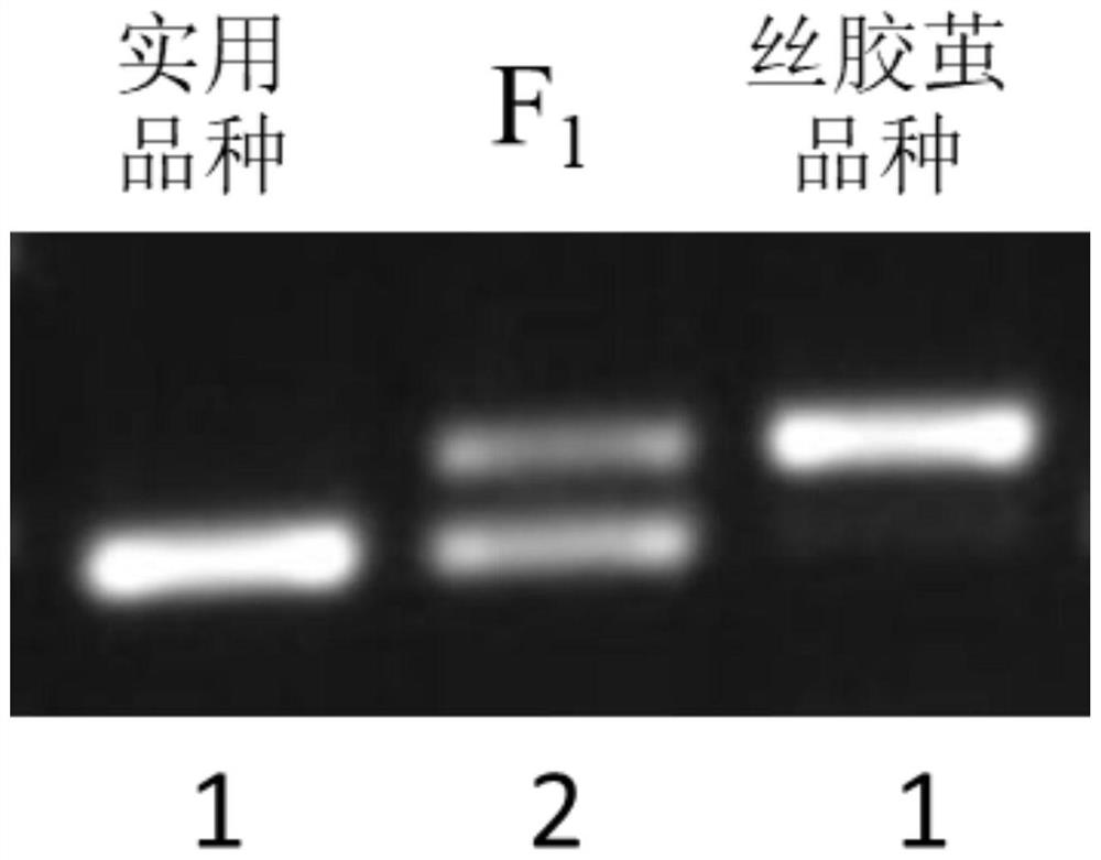 Transfer breeding method of practical silkworm sericin cocoon strain based on SSR molecular markers