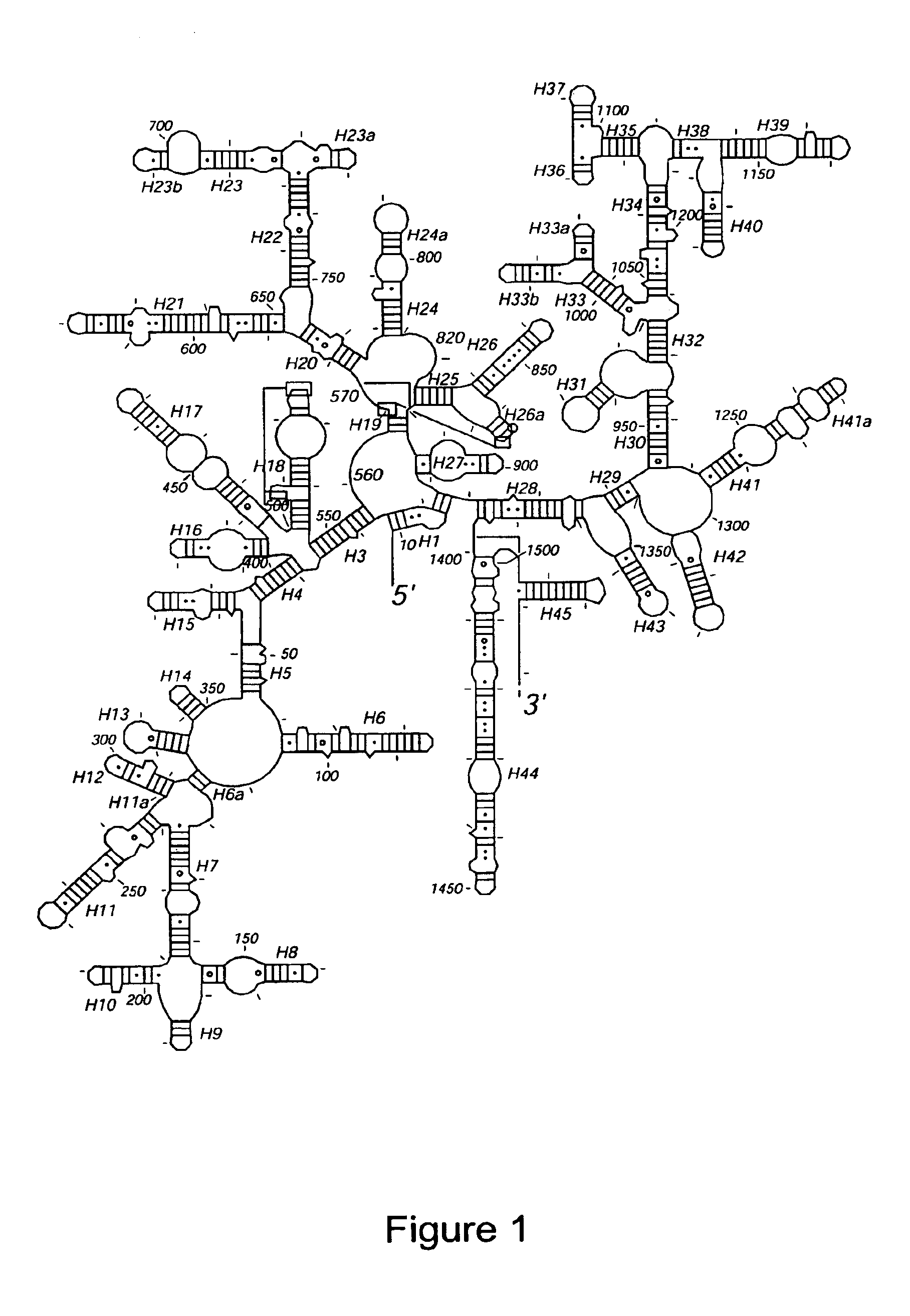 Crystal structure of the 30s ribosome