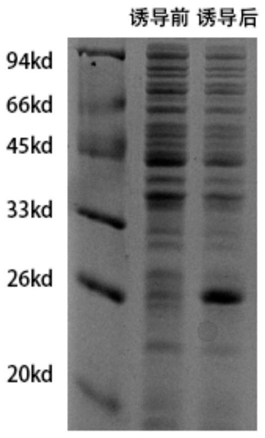 Fusion protein as well as amino acid sequence, coding nucleotide sequence, preparation method and application thereof