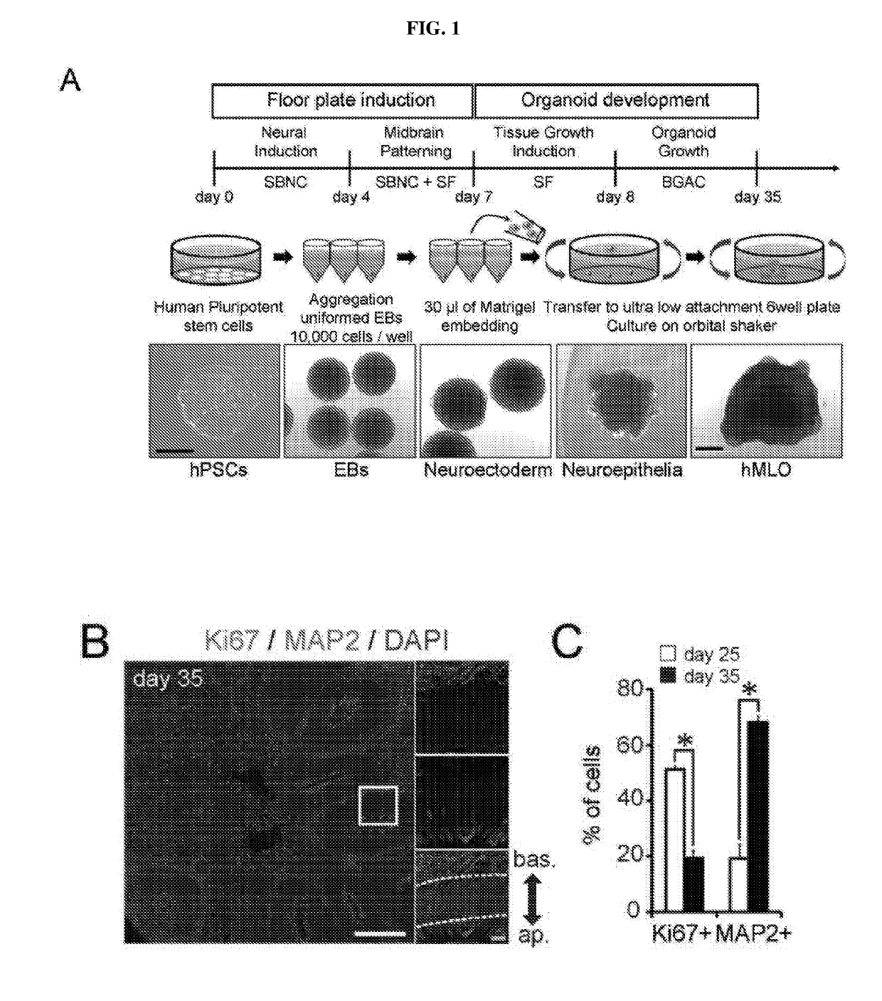 Generation of midbrain-specific organoids from human pluripotent stem cells