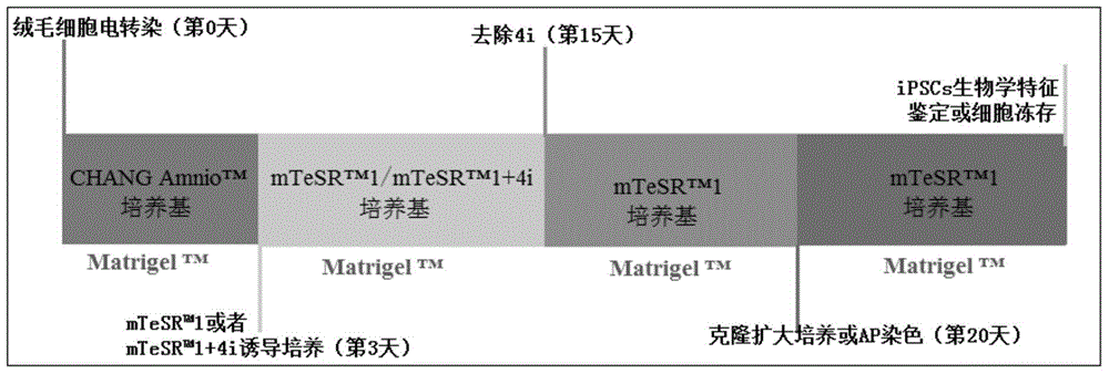 Induced pluripotent stem cell (iPSC) and method for preparing same