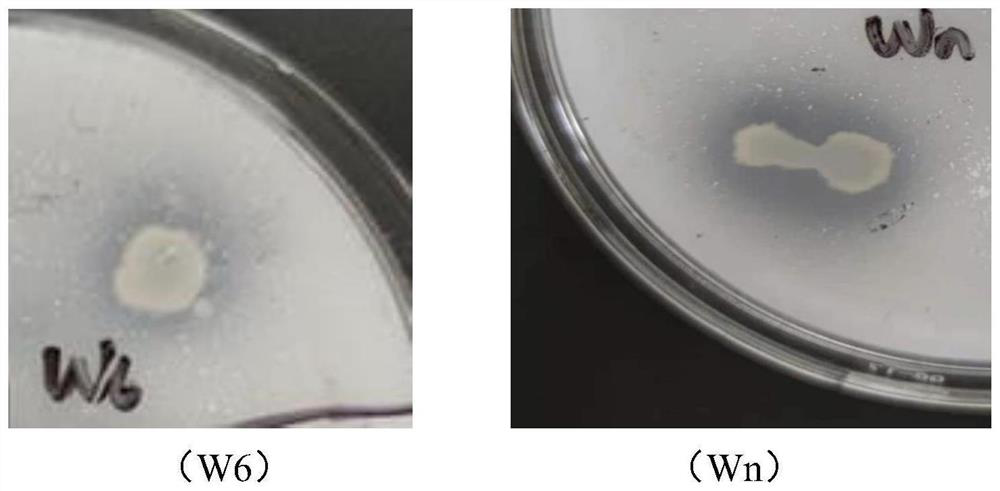 Enterobacter aerogenes and klebsiella aerogenes combined fungicide, composition and application