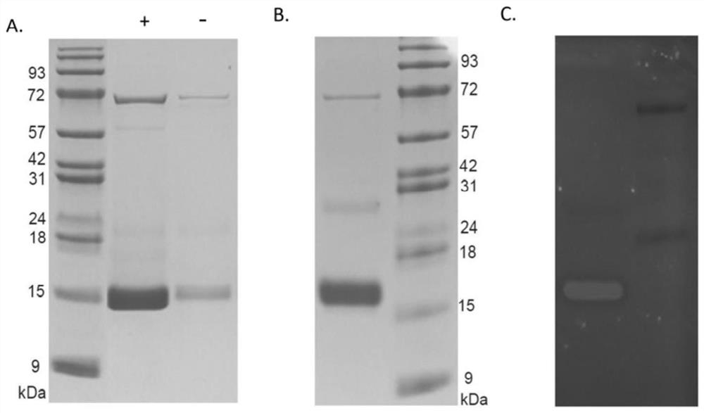 Non-natural amino acid and application thereof in protein site-specific modification and protein interaction