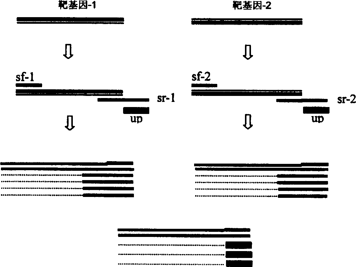 Asymmetrical PCR amplification method, dedicated primer and use thereof