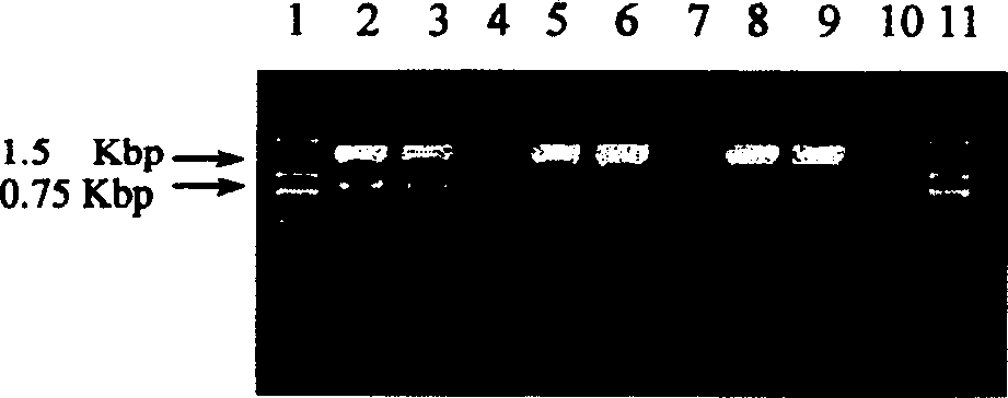 Asymmetrical PCR amplification method, dedicated primer and use thereof