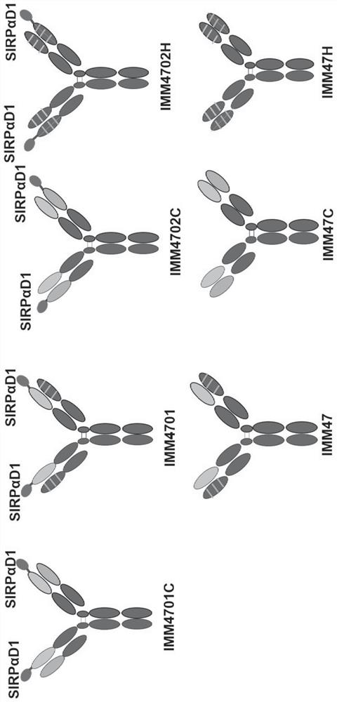 Recombinant fusion protein targeting CD47 and CD24 as well as preparation and application of recombinant fusion protein