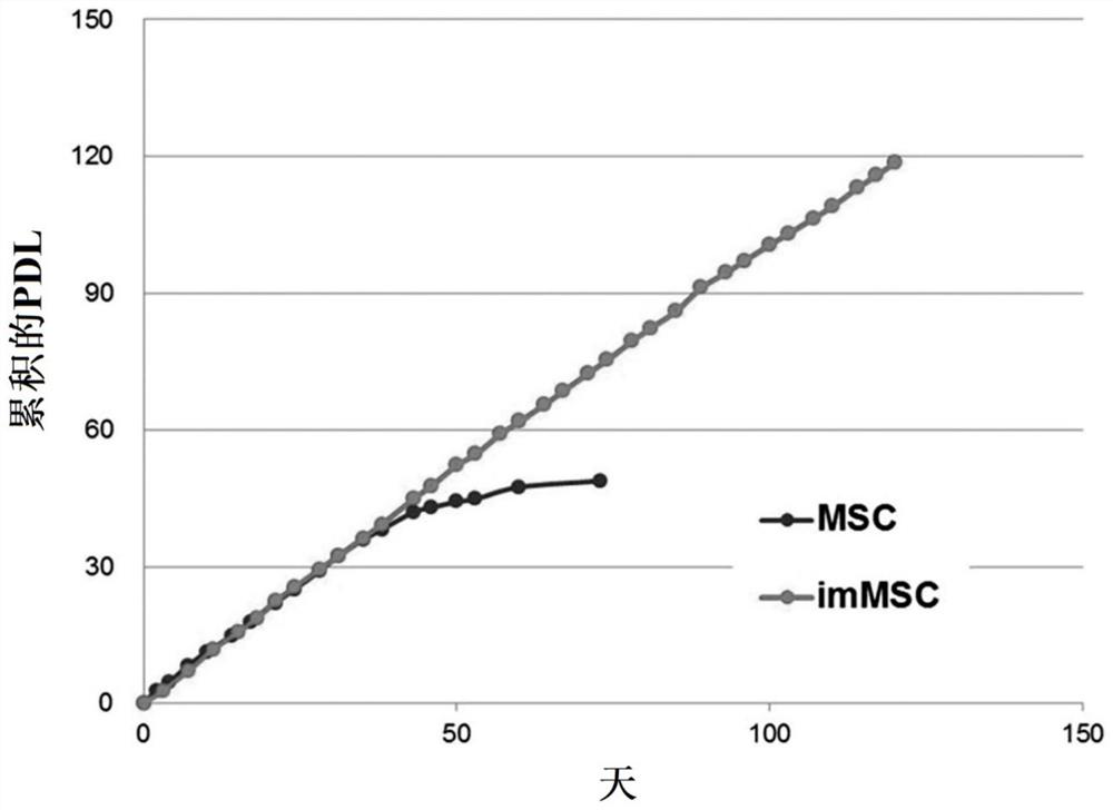 Mesenchymal stem cells expressing brain-derived neurotrophic factor and use thereof