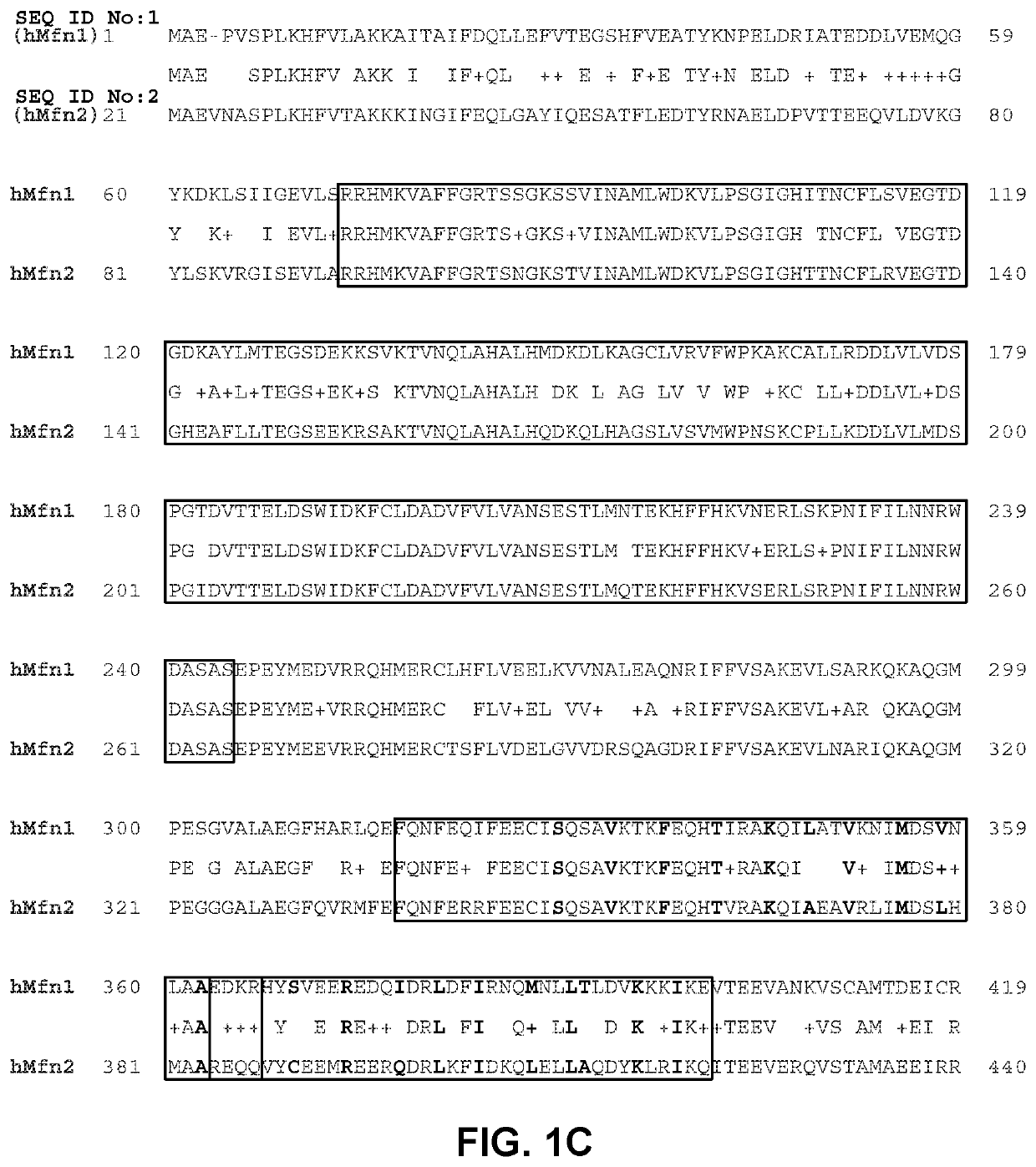 Peptide regulators of mitochondrial fusion and methods of use