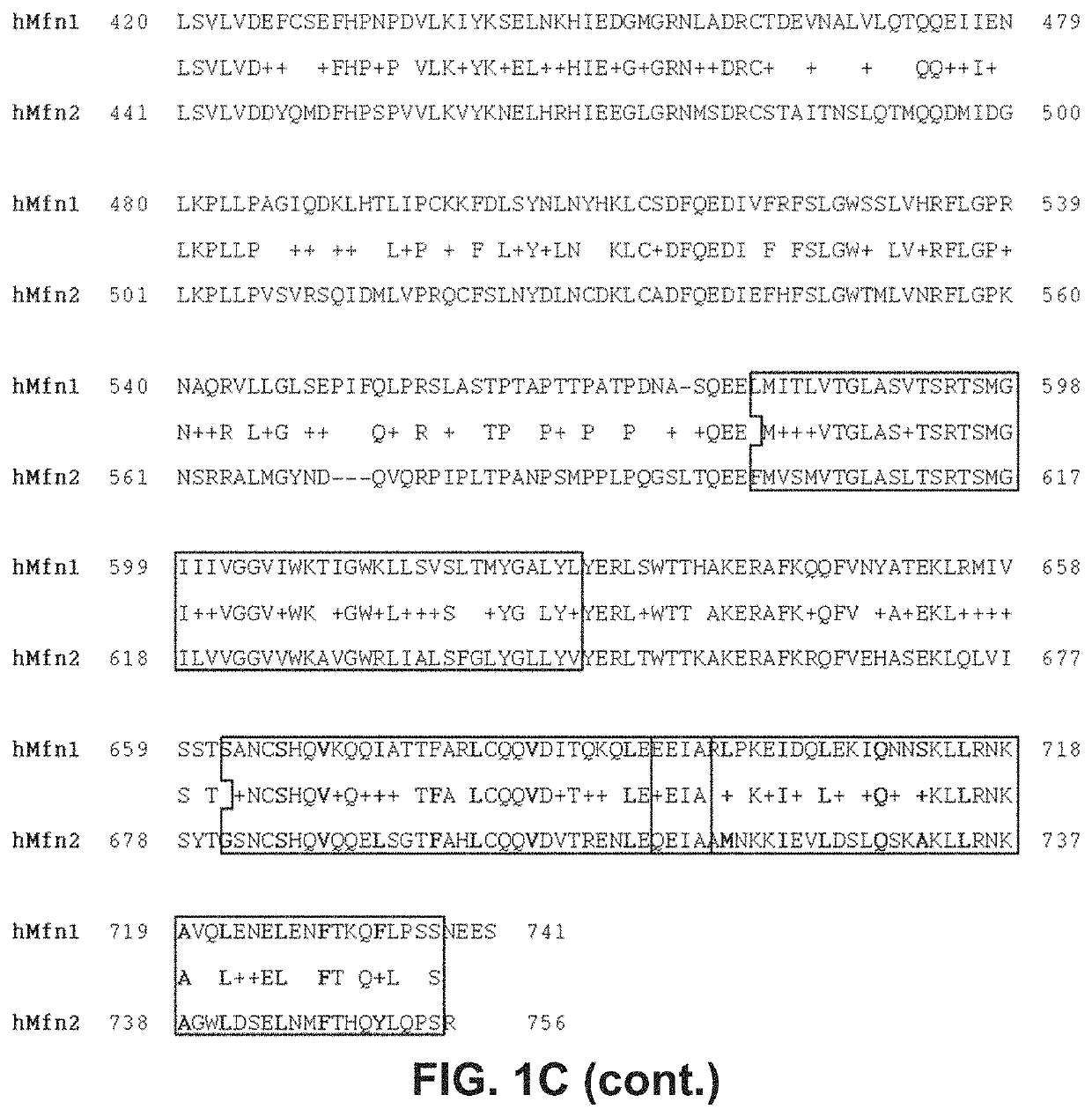 Peptide regulators of mitochondrial fusion and methods of use