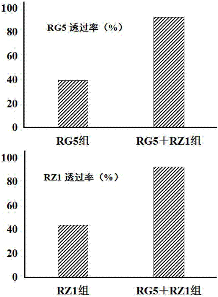 Pharmaceutical composition of ginsenosides RG5 and RZ1 and application of pharmaceutical composition in brain protection