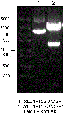 A kind of synthetic ebv consensus sequence molecular dna vaccine and its application