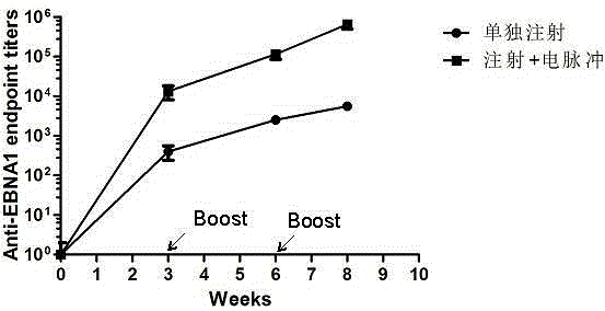 A kind of synthetic ebv consensus sequence molecular dna vaccine and its application