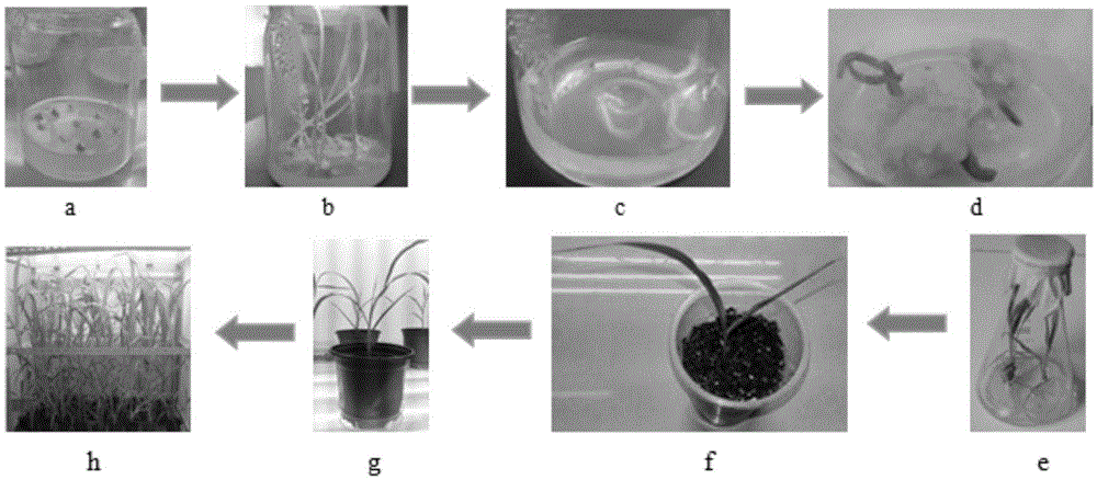 Coix lacroyma-jobi L.var.ma-yuen (Roman.) Stapf endophytic fungus and application thereof