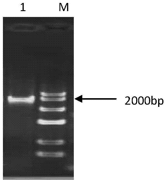 Brassica napus p17673 promoter and its preparation method and application