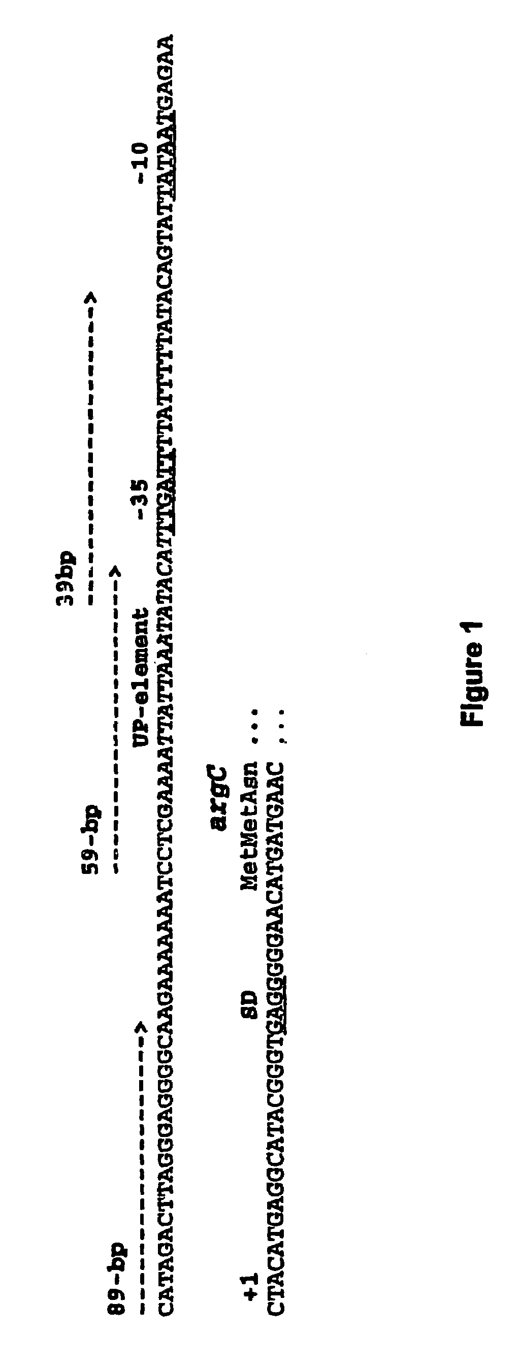 Methods of RNA and protein synthesis