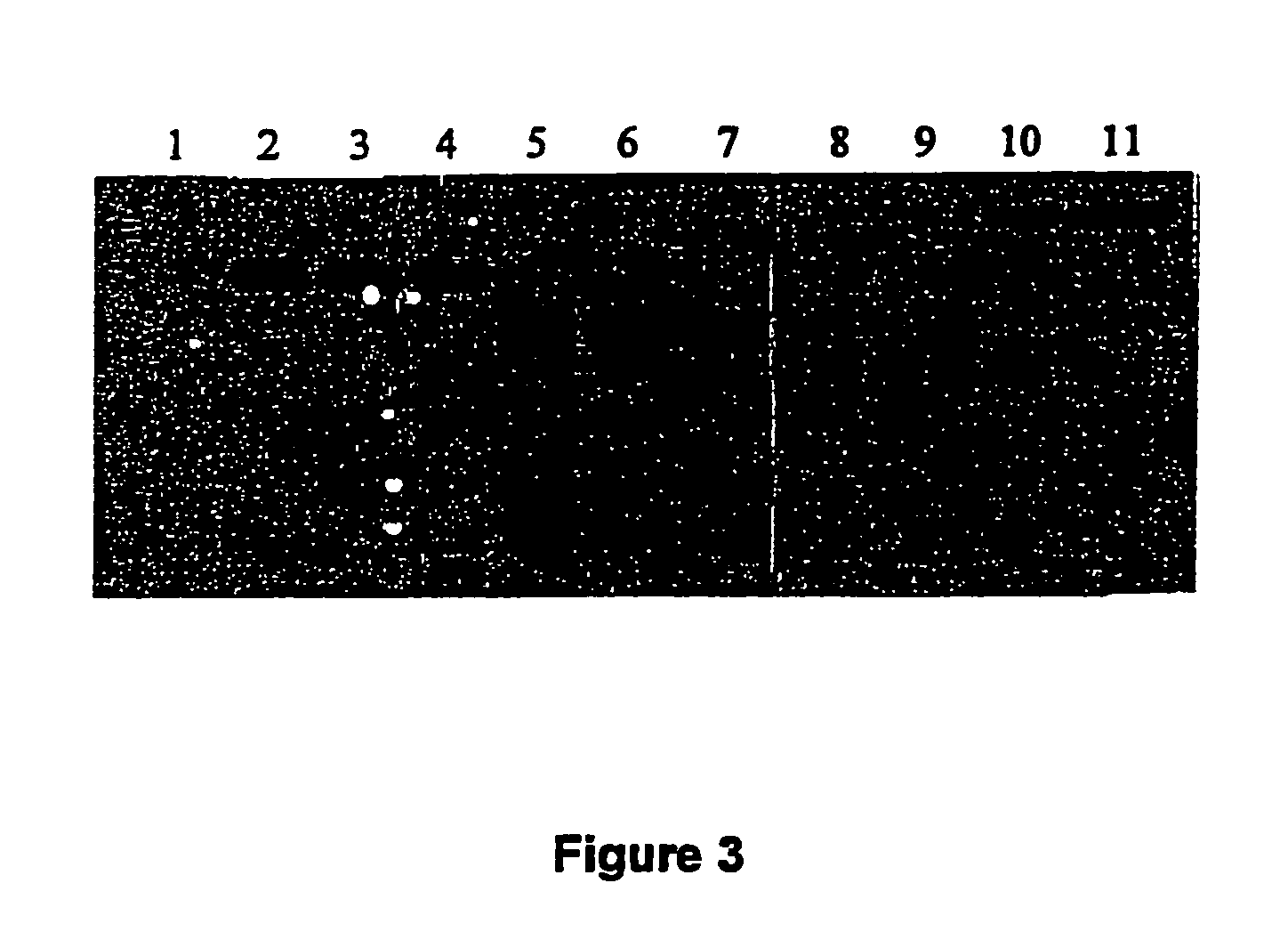 Methods of RNA and protein synthesis