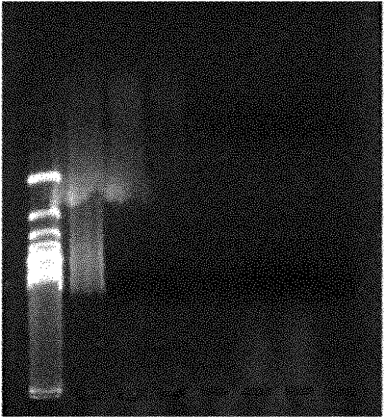 Ply tissue engineering corneal frame and manufacturing method and application thereof