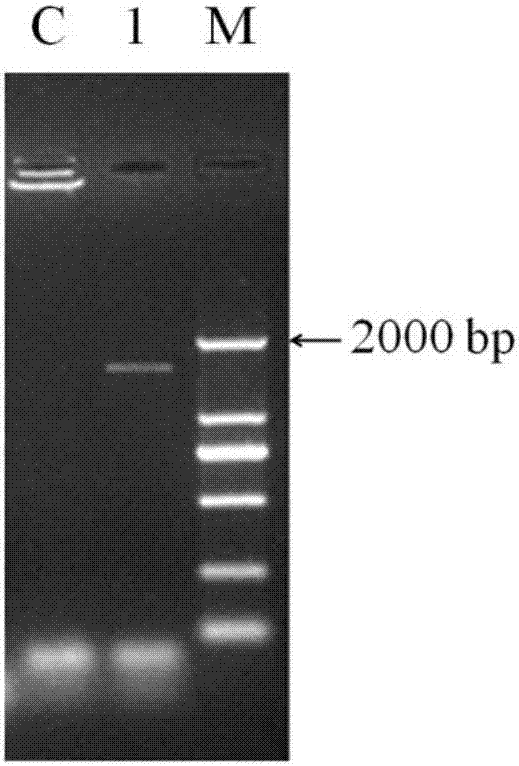 Application of lactobacillus plantarum YS2 in preparation of foods or medicines for preventing ulcerative colitis