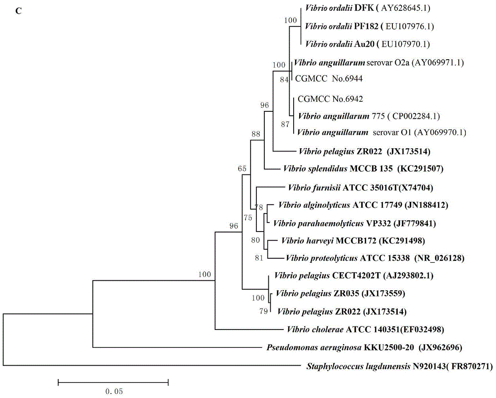 A kind of vibrio anguillarum bivalent vaccine and its preparation and use method