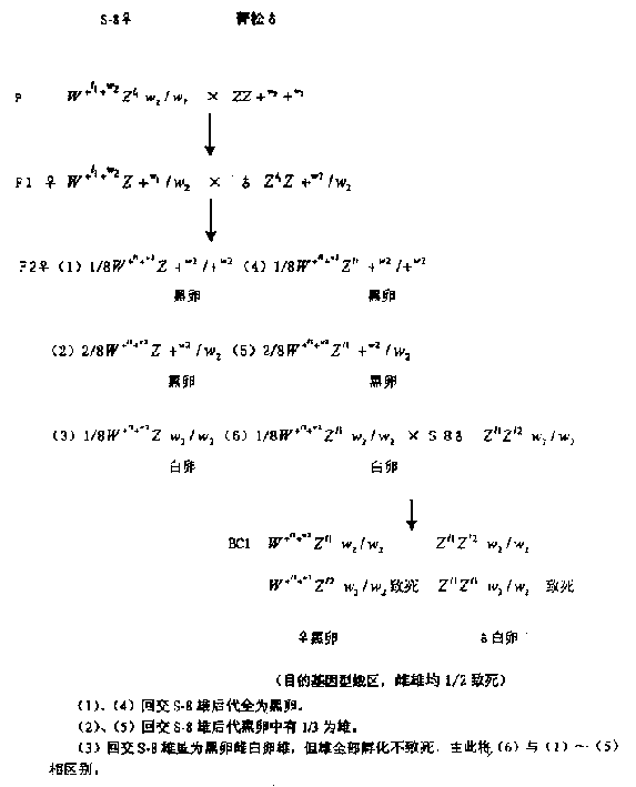 Backcross method of improving sex-linked balanced lethal line of bombyx mori