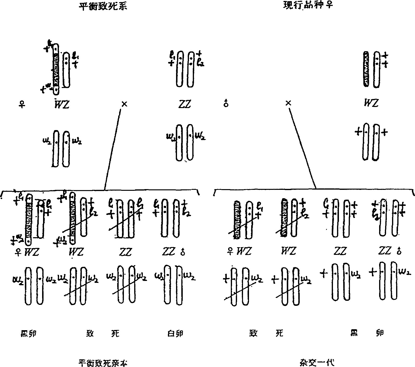 Backcross method of improving sex-linked balanced lethal line of bombyx mori