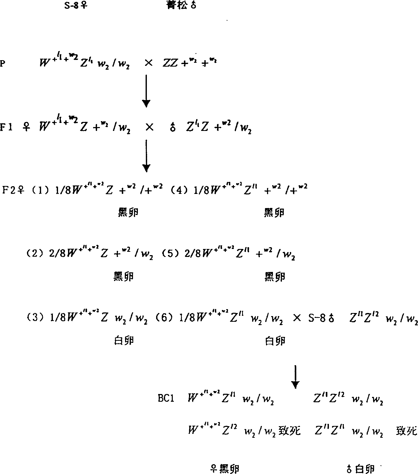 Backcross method of improving sex-linked balanced lethal line of bombyx mori