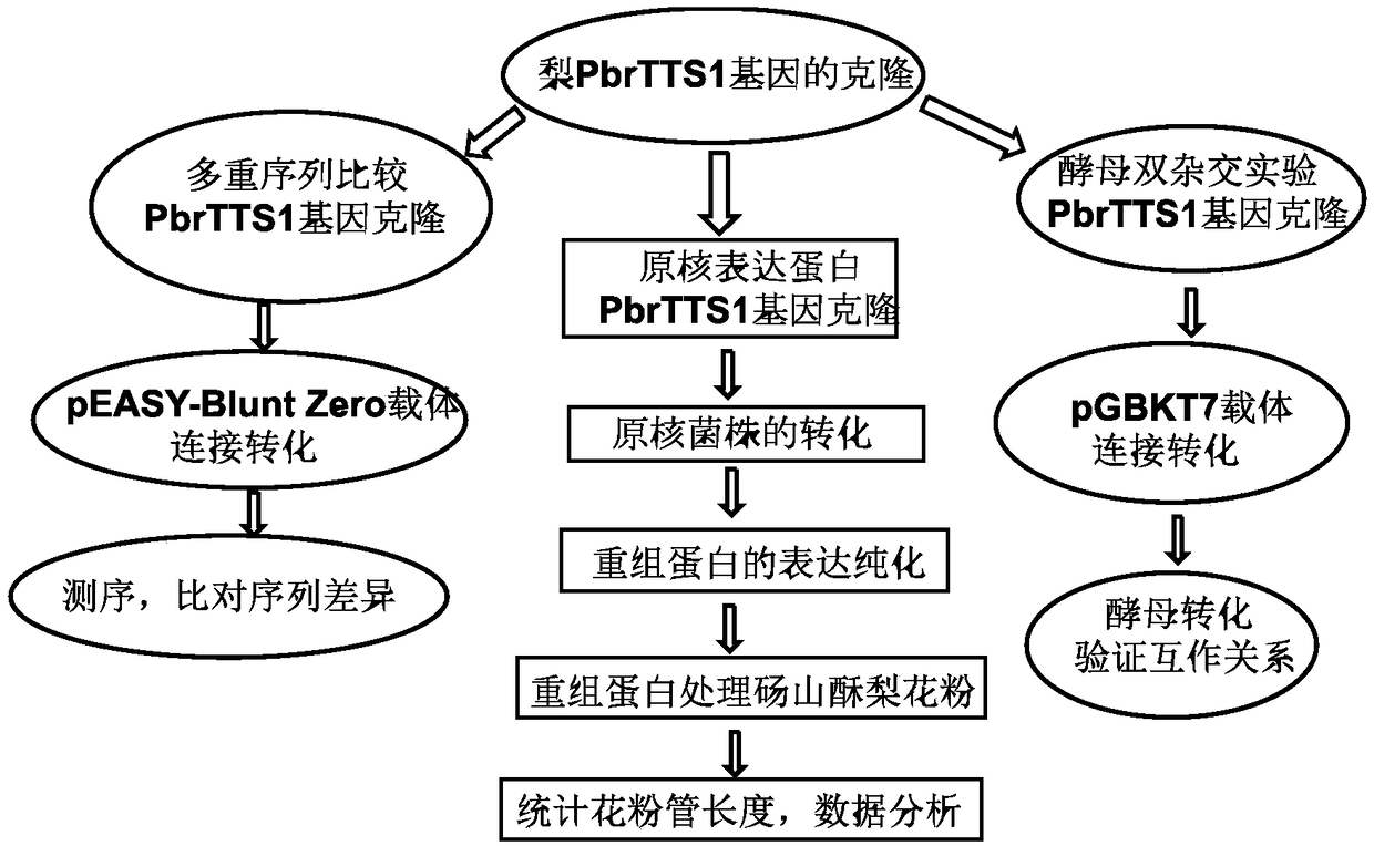Protein PbrTTS1 with pollen tube growth promoting function of Dangshan pears and coding gene and application of protein