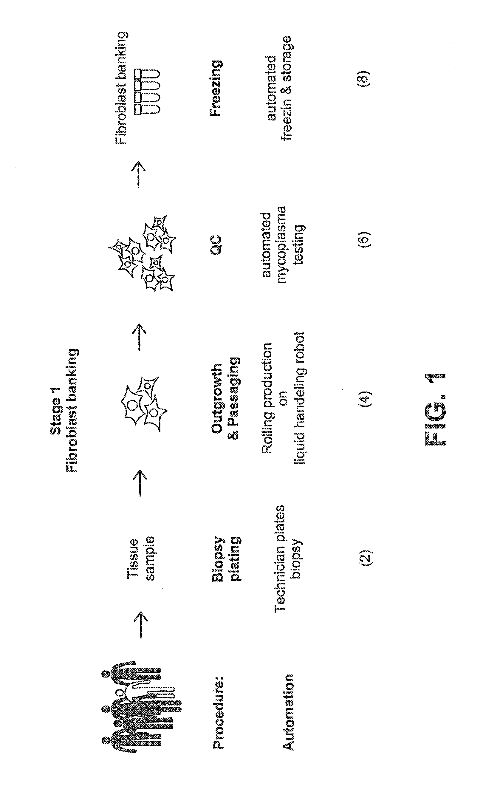 Systems and methods for producing stem cells differentiated cells, and genetically edited cells