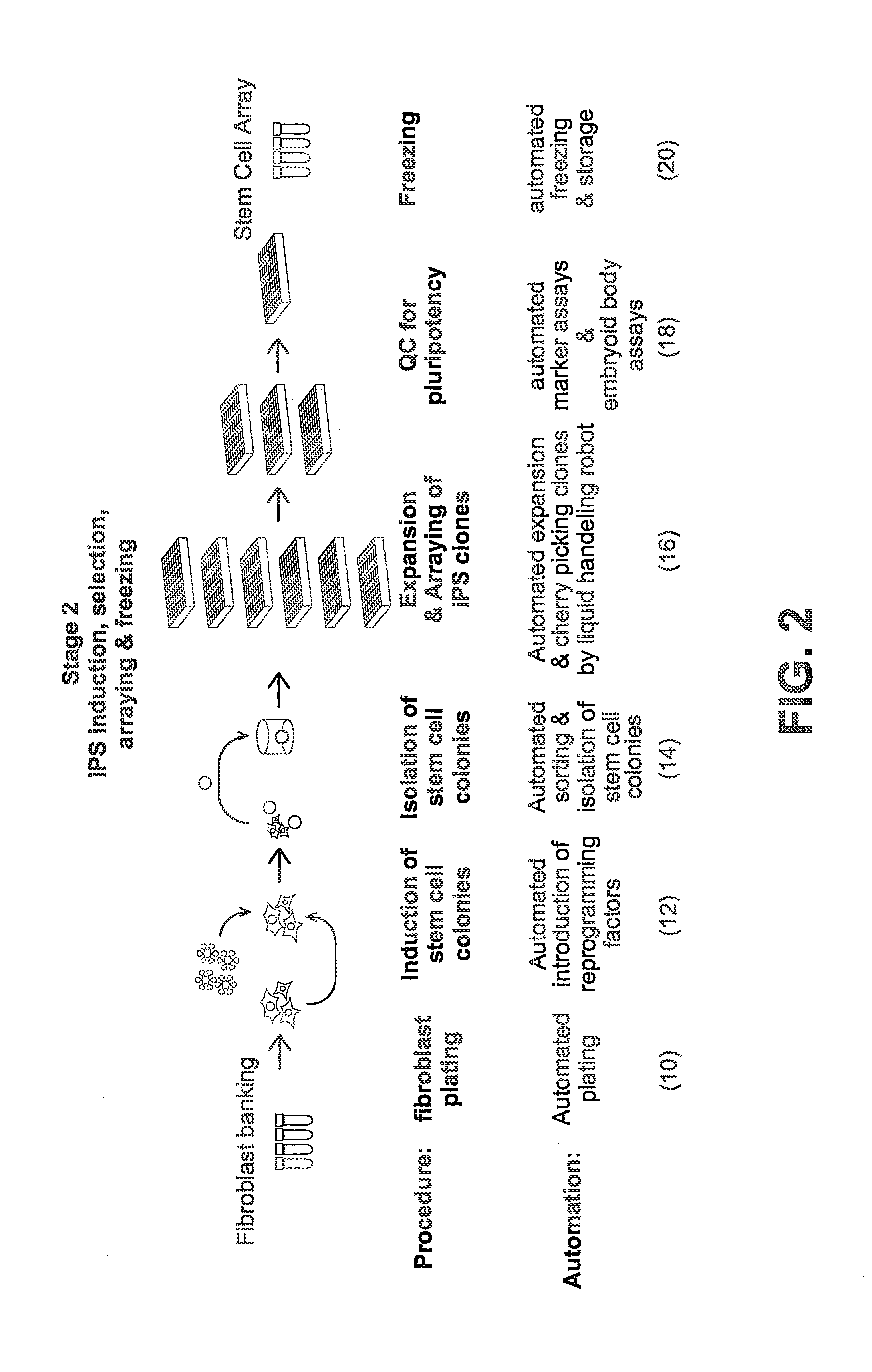 Systems and methods for producing stem cells differentiated cells, and genetically edited cells