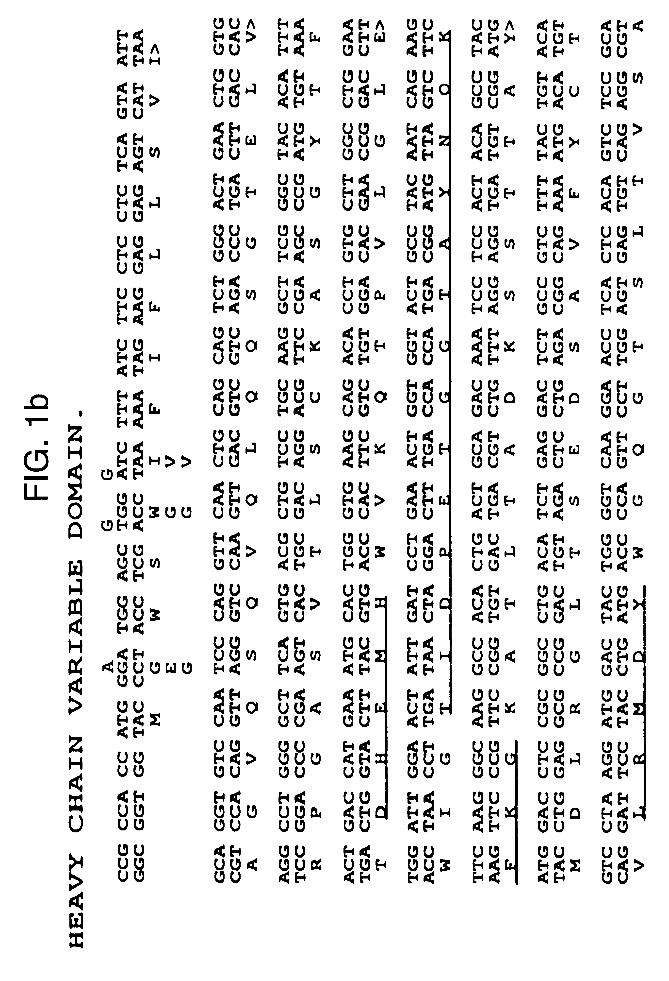 Antibodies against E-selectin