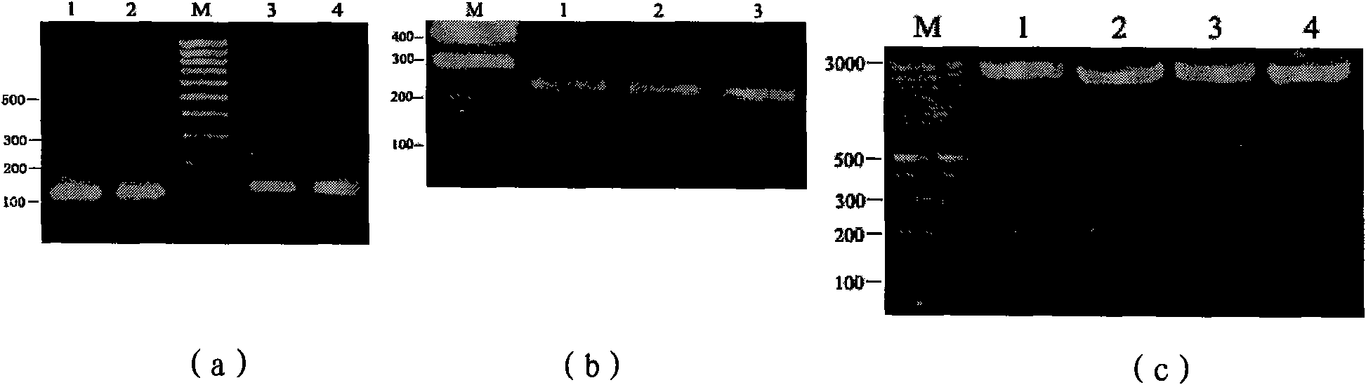 Bovine lactoferrin antibacterial peptide fusion protein, coding gene and application thereof