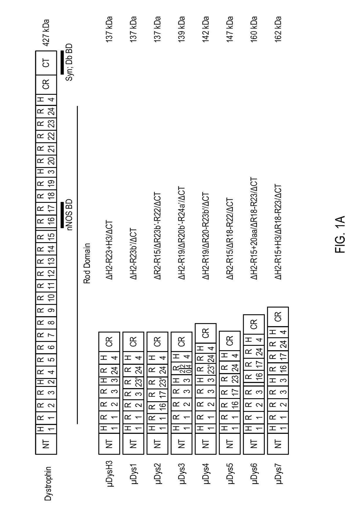 Novel micro-dystrophins and related methods of use