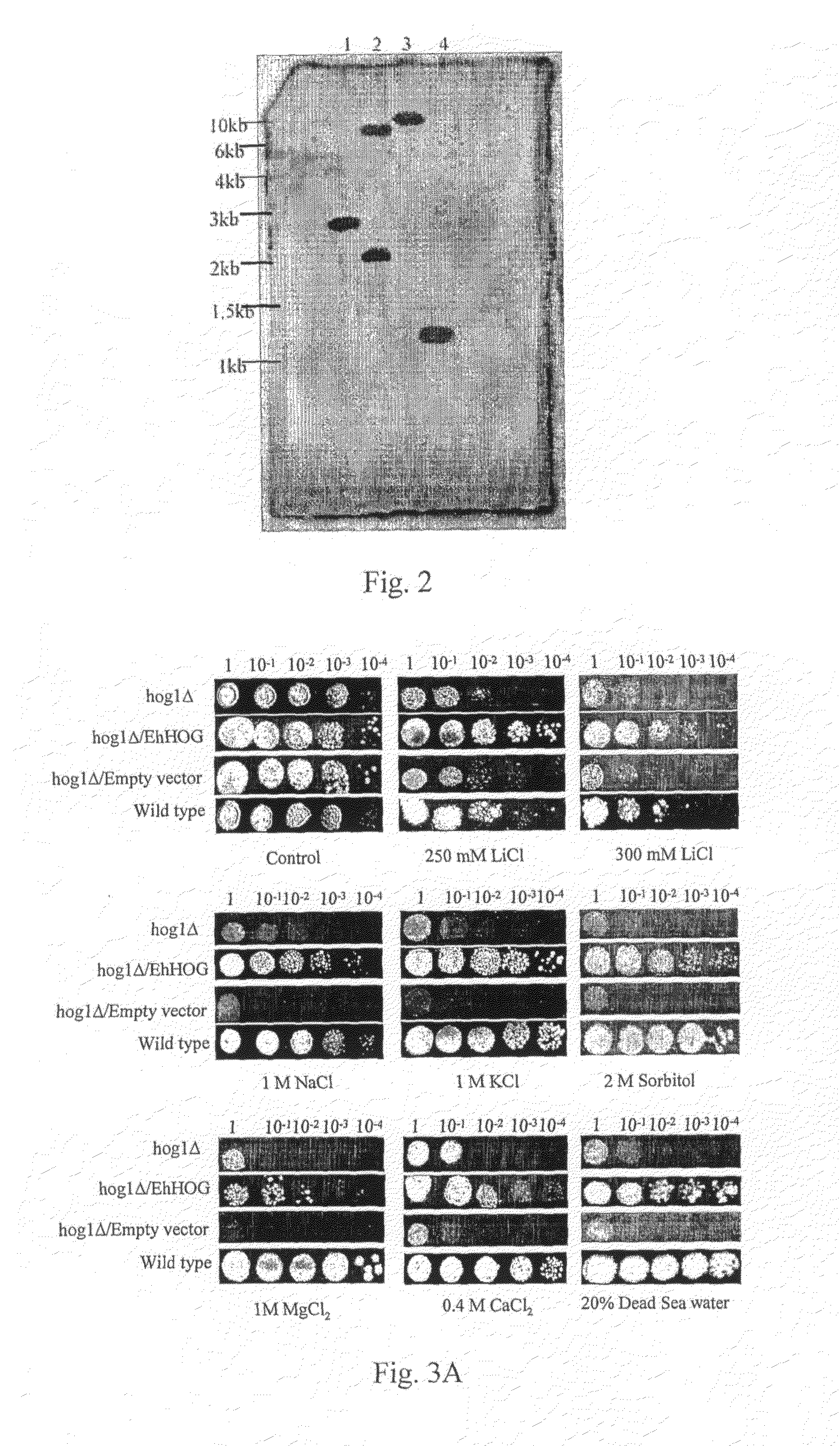 Stress tolerant organisms expressing a map kinase homologue