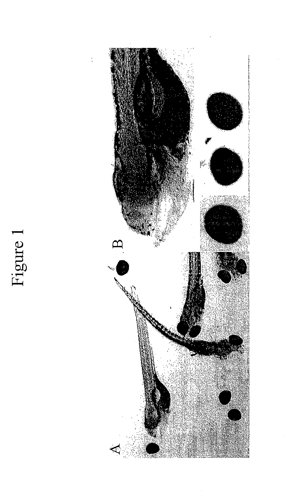 Methods of Screening an Agent for an Activity in an Isolated Eye of a Teleost