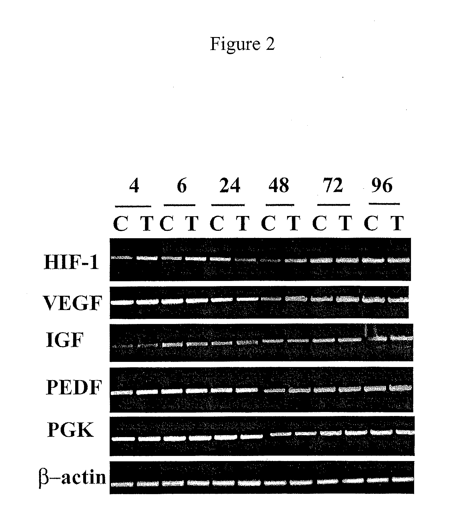 Methods of Screening an Agent for an Activity in an Isolated Eye of a Teleost