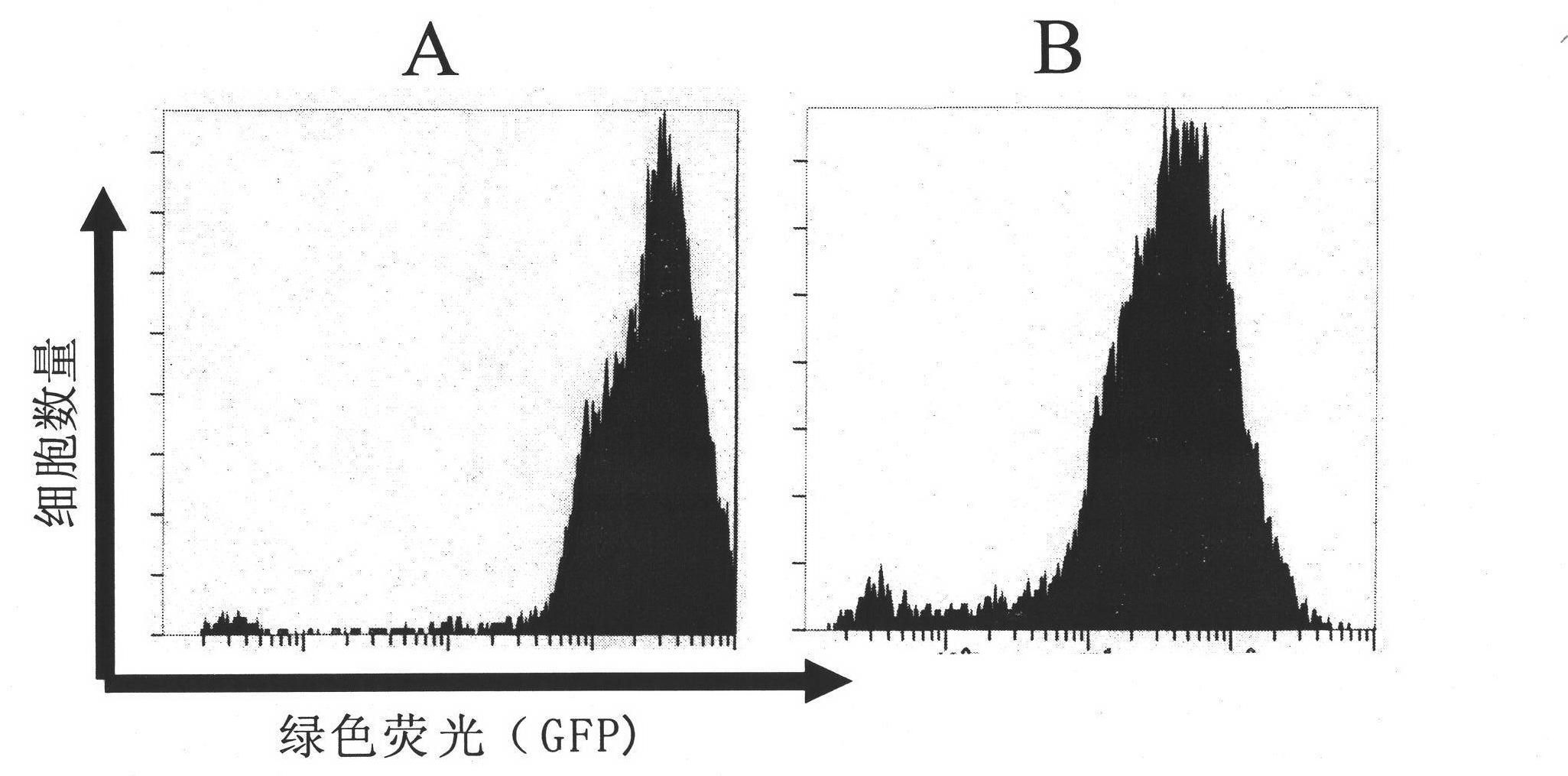 shRNA for inhibiting mouse TRAF6 gene expression and application thereof