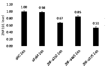 siRNA for interfering with ZNF24 gene expression and application to inhibition of cell proliferation and migration thereof