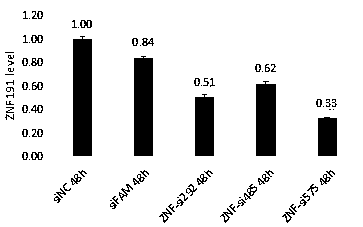 siRNA for interfering with ZNF24 gene expression and application to inhibition of cell proliferation and migration thereof