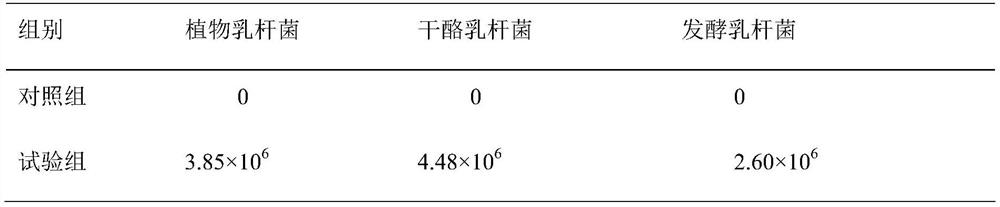 A kind of lactic acid bacteria combination preparation for sugarcane tail leaf silage and its application