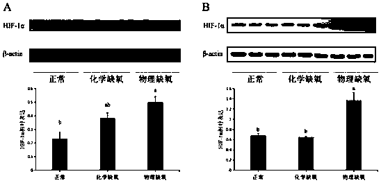 Use of lactooligosaccharides in preparation of drugs or foods for treating or preventing NEC by alleviating intestinal hypoxia injury