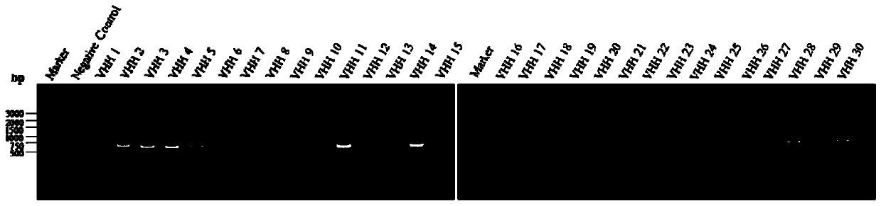 Single-domain antibody specifically for MMP9 protein ZnMc structural domain as well as product and application thereof