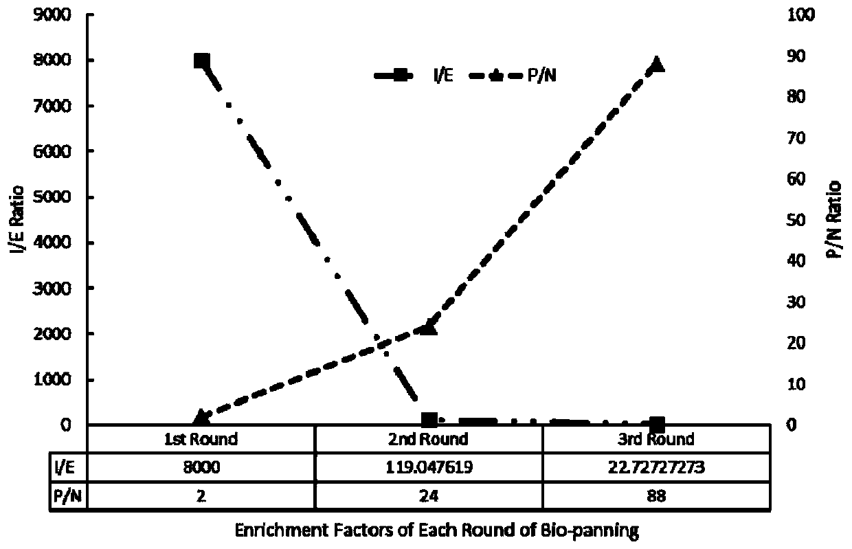 Single-domain antibody specifically for MMP9 protein ZnMc structural domain as well as product and application thereof