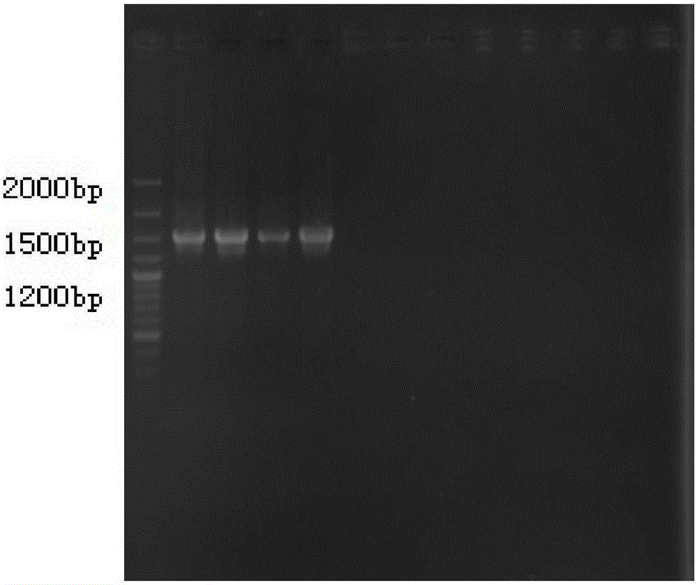 Bacillus amyloliquefaciens subsp. plantarum strain for producing cellulase