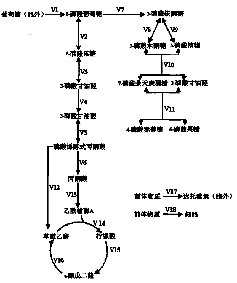 Metabolic network analysis method for streptomyces roseosporus as daptomycin producing thalli