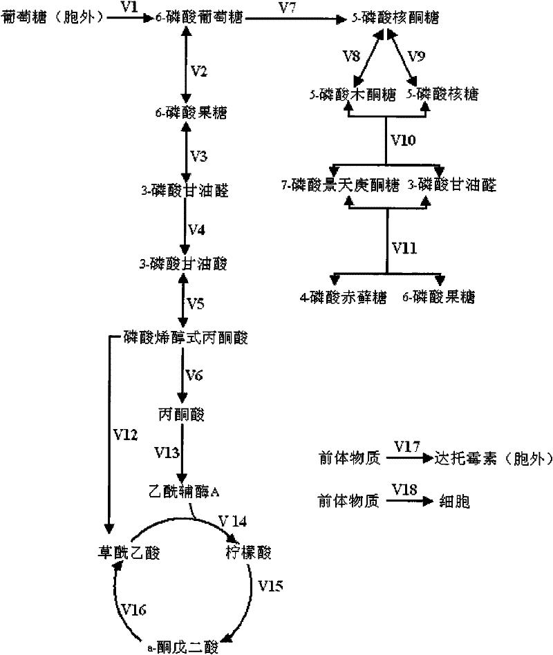 Metabolic network analysis method for streptomyces roseosporus as daptomycin producing thalli