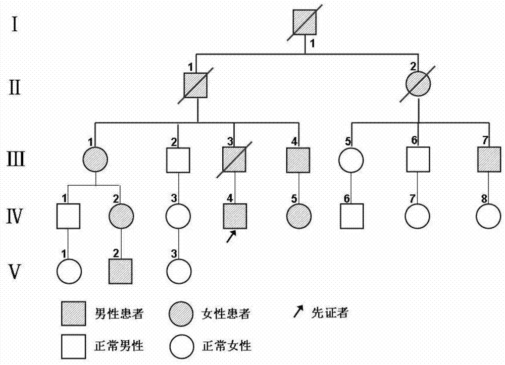 I type neurofibroma NF1 gene mutation nucleotide sequence related to cerebrovascular stenosis and application thereof