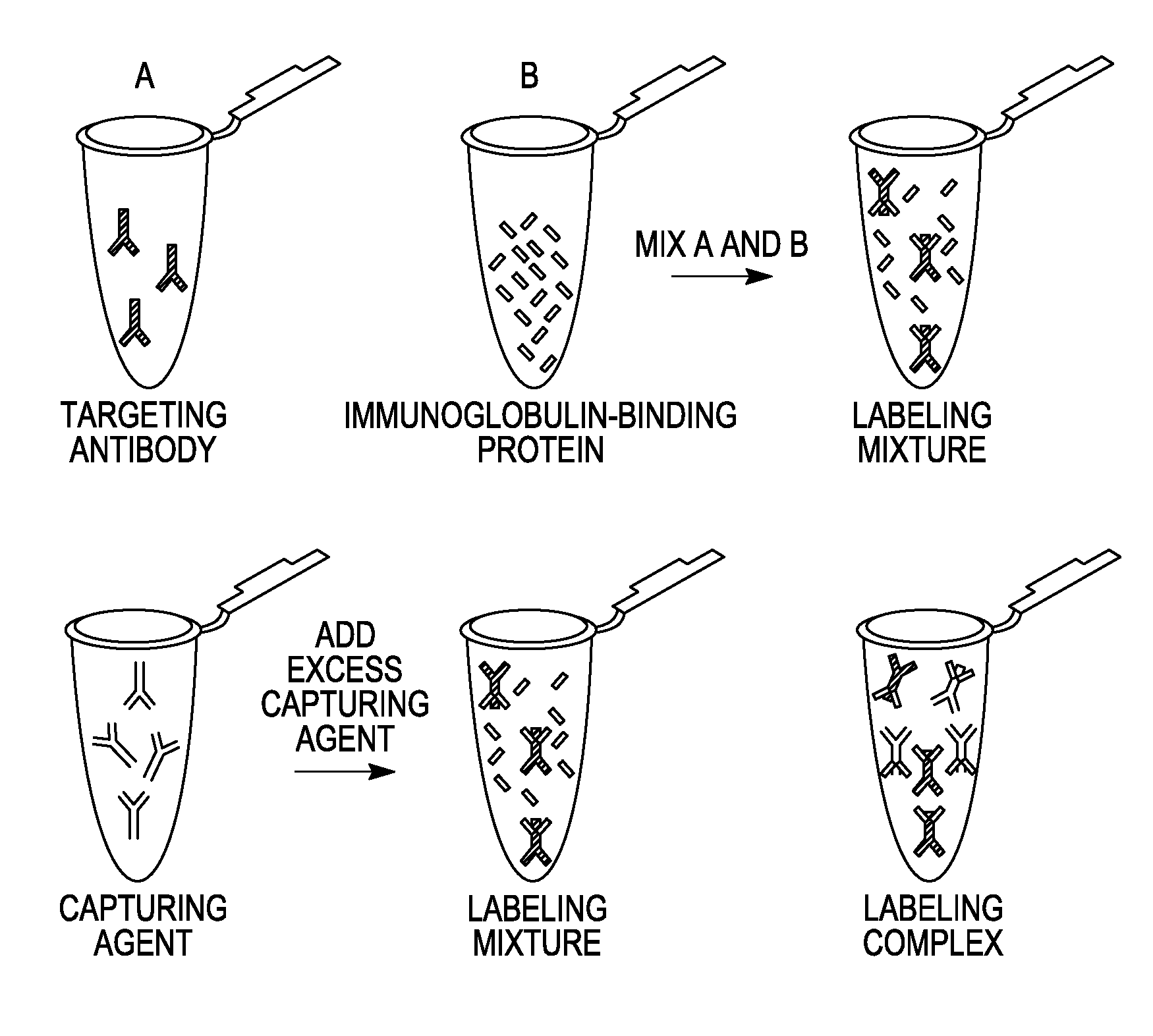 Antibody complexes and methods for immunolabeling